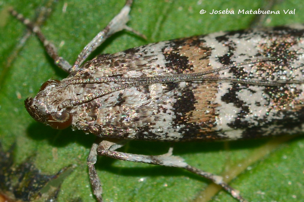 Dioryctria abietella - Pyralidae